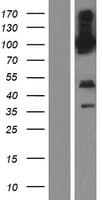 PCDHGB3 Protein (Over-Expression Lysate Myc-DDK (Flag))