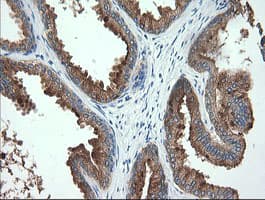 TMPRSS5 Antibody (clone OTI4G4)