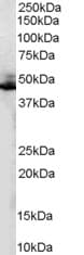 Polyclonal Goat anti-Human ADRB2 Antibody (aa390-402, WB)