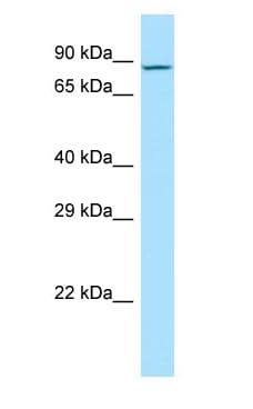 MDGA2 Antibody (aa544-593)
