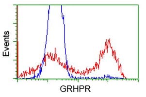 GRHPR / Glyoxylate Reductase Antibody (clone OTI1H8, Carrier-free)