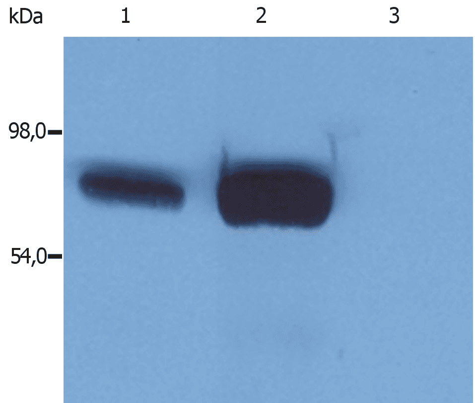 IHC-plus™ Monoclonal Mouse anti-Human LCP2 / SLP-76 Antibody (clone SLP-76/03, aa216-434, IHC, WB)