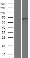 TCF7L2 / TCG4 Protein (Over-Expression Lysate Myc-DDK (Flag))