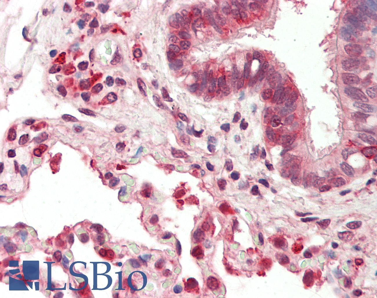 PDI / P4HB Antibody (C-Terminus)