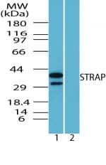 IHC-plus™ STRAP / MAWD Antibody (aa230-280)