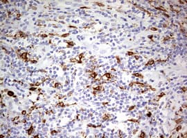 Monoclonal Mouse anti-Human CD68 Antibody (clone OTI8A4, aa22-319, IHC, WB)