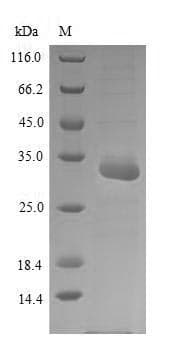 Corylus avellana Cor a 1 Protein (Recombinant 6His-SUMO, N-terminus)