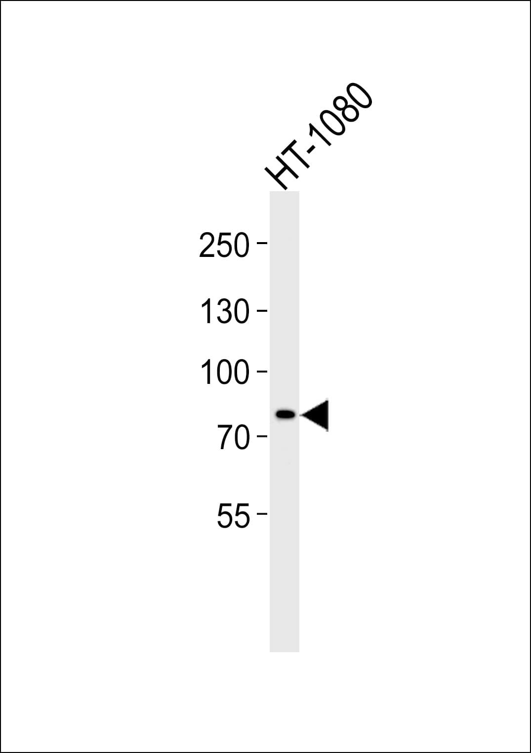 AGAP6 Antibody (C-Terminus)