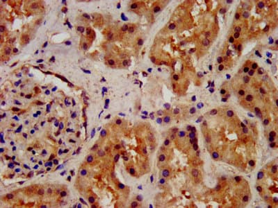 Polyclonal Rabbit anti-Human WLS / GPR177 Antibody (IHC, WB)