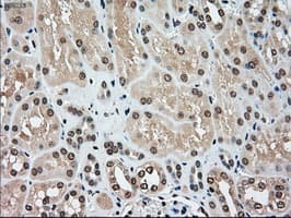 MAP2K4 / MKK4 Antibody (clone OTI4B4)