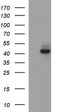 NDN / Necdin Antibody (clone OTI5D1)