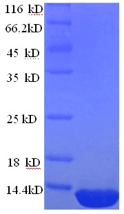 Human DEFB124 Protein (Recombinant His)