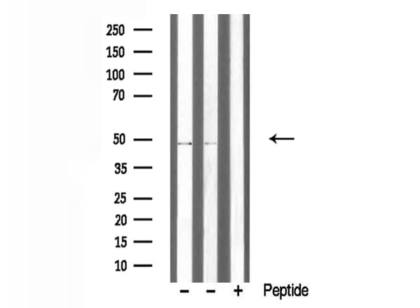 TRIM59 Antibody