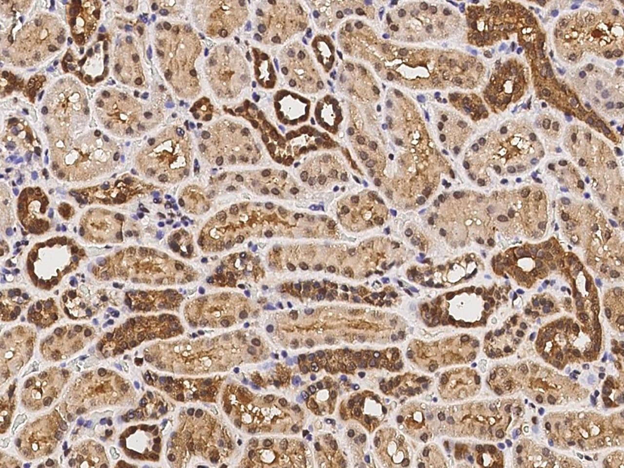 VEGFA / VEGF Antibody (clone 12, Preservative Free)