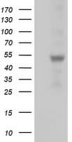 SLFNL1 Antibody (clone OTI5C3)