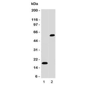 SOX10 Antibody (clone SBX10-1)