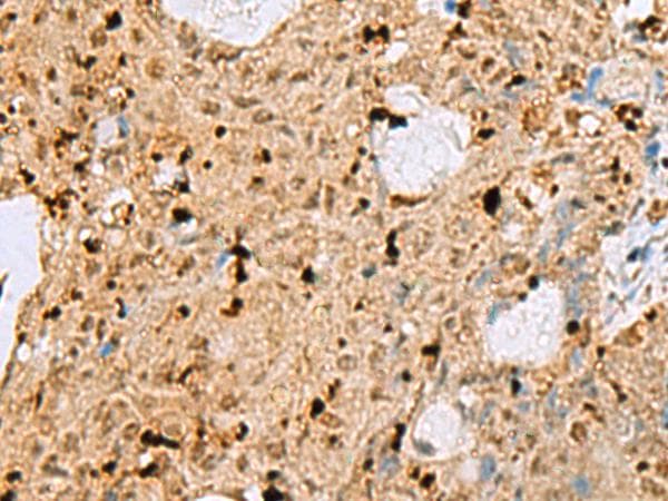 c-Maf Antibody