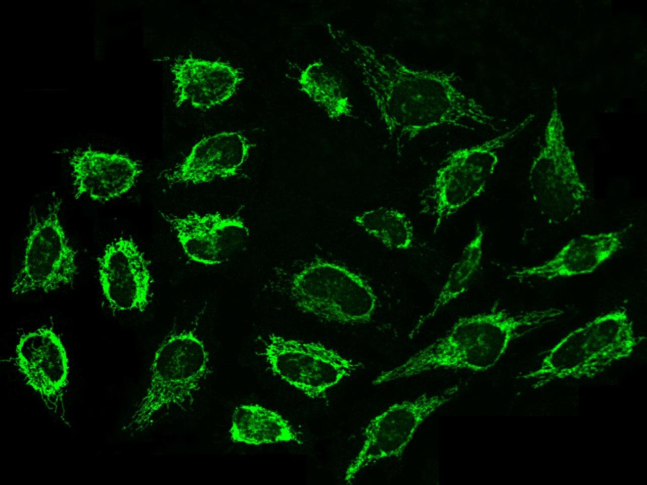 PPIF / Cyclophilin F Antibody (Preservative Free)