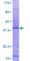 Human RPL29 / Ribosomal Protein L29 (Recombinant GST)