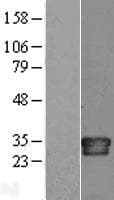 IL34 Protein (Over-Expression Lysate Myc-DDK (Flag))