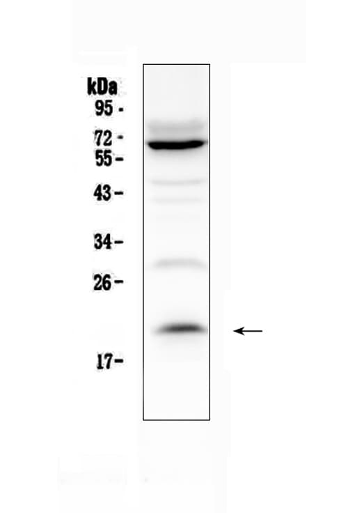 IL13 Antibody