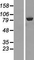 ABCF3 Protein (Over-Expression Lysate Myc-DDK (Flag))