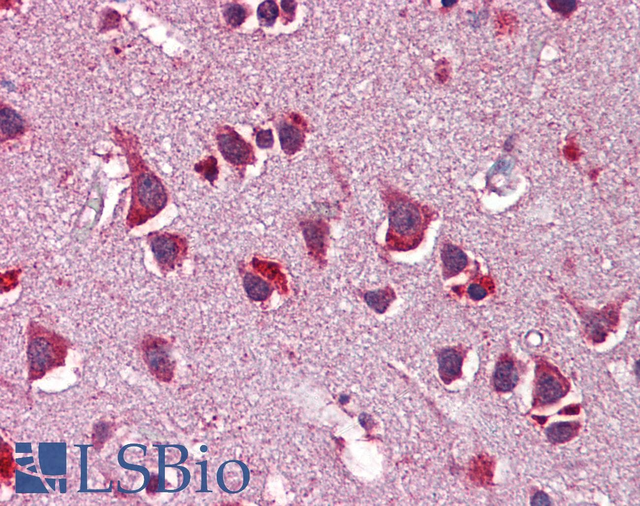NRG3 Antibody (aa540-589)