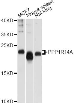 PPP1R14A / CPI-17 Antibody