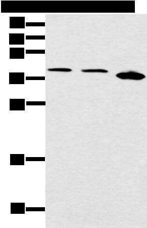 CCNG1 / Cyclin G1 Antibody