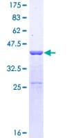 Human SUPT4H1 / SPT4 Protein (Recombinant GST)
