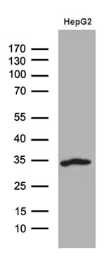 Monoclonal Mouse anti-Human M-PST / STM Antibody (clone OTI4E1, Carrier-free, WB)