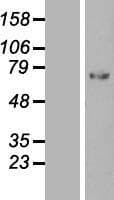 SERPING1 / C1 Inhibitor Protein (Over-Expression Lysate Myc-DDK (Flag))
