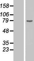DDX18 Protein (Over-Expression Lysate Myc-DDK (Flag))
