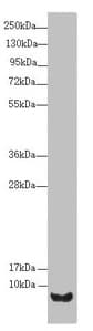UQCR10 / UCRC Antibody