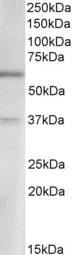 Polyclonal Goat anti-Human SLC17A6 / VGLUT2 Antibody (aa521-534, WB)