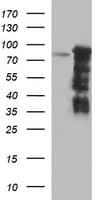 FOXP1 Antibody (clone OTI4F1, Carrier-free)
