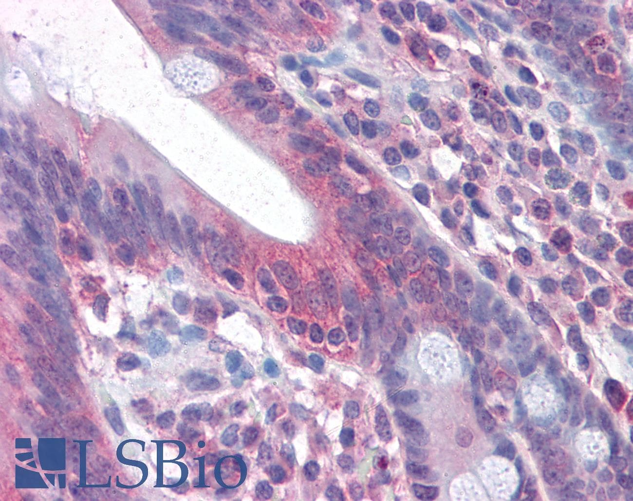 IHC-plus™ CD95 / FAS Antibody (aa224-237)