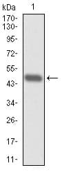 RPA70 / RPA1 Antibody (clone 4C4)