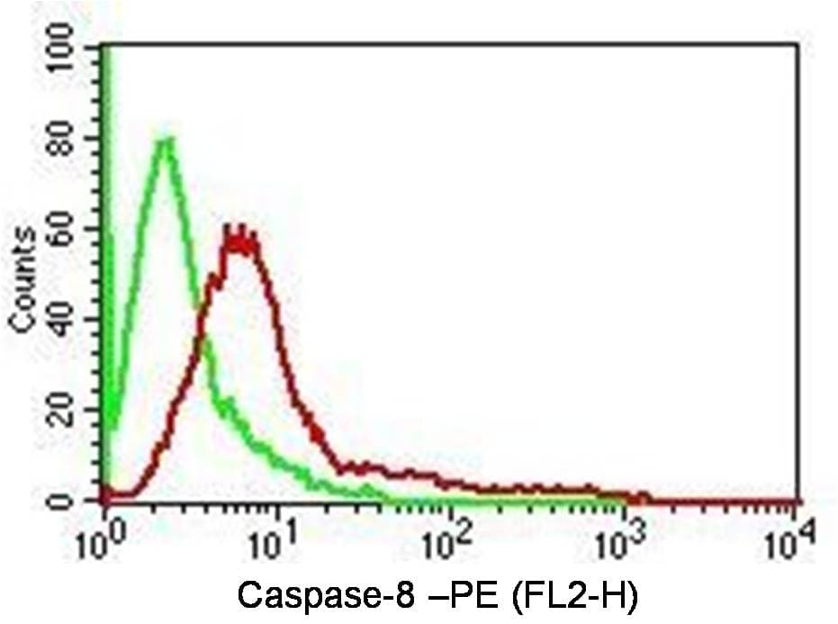 CASP8 / Caspase 8 Antibody
