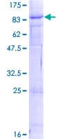 Human VANGL1 Protein (Recombinant GST)