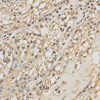 PRDX4 / Peroxiredoxin 4 Antibody