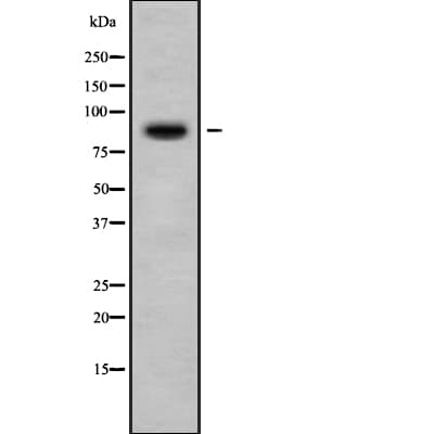 APBA2 Antibody