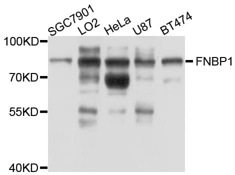 FNBP1 / FBP17 Antibody
