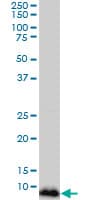 NDUFB3 Antibody (clone 6C6)