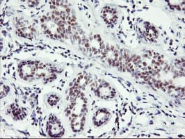 RNF113B Antibody (clone OTI2H5)