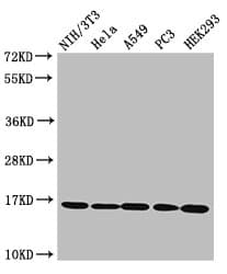 HIST1H3A Antibody