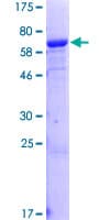 Human IMPAD1 Protein (Recombinant GST)