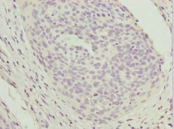 UGT2B10 Antibody