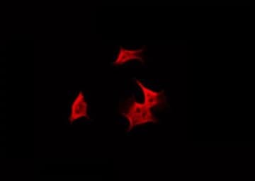 FARP2 / FRG Antibody