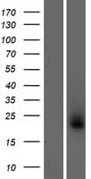 COLCA2 Protein (Over-Expression Lysate Myc-DDK (Flag))
